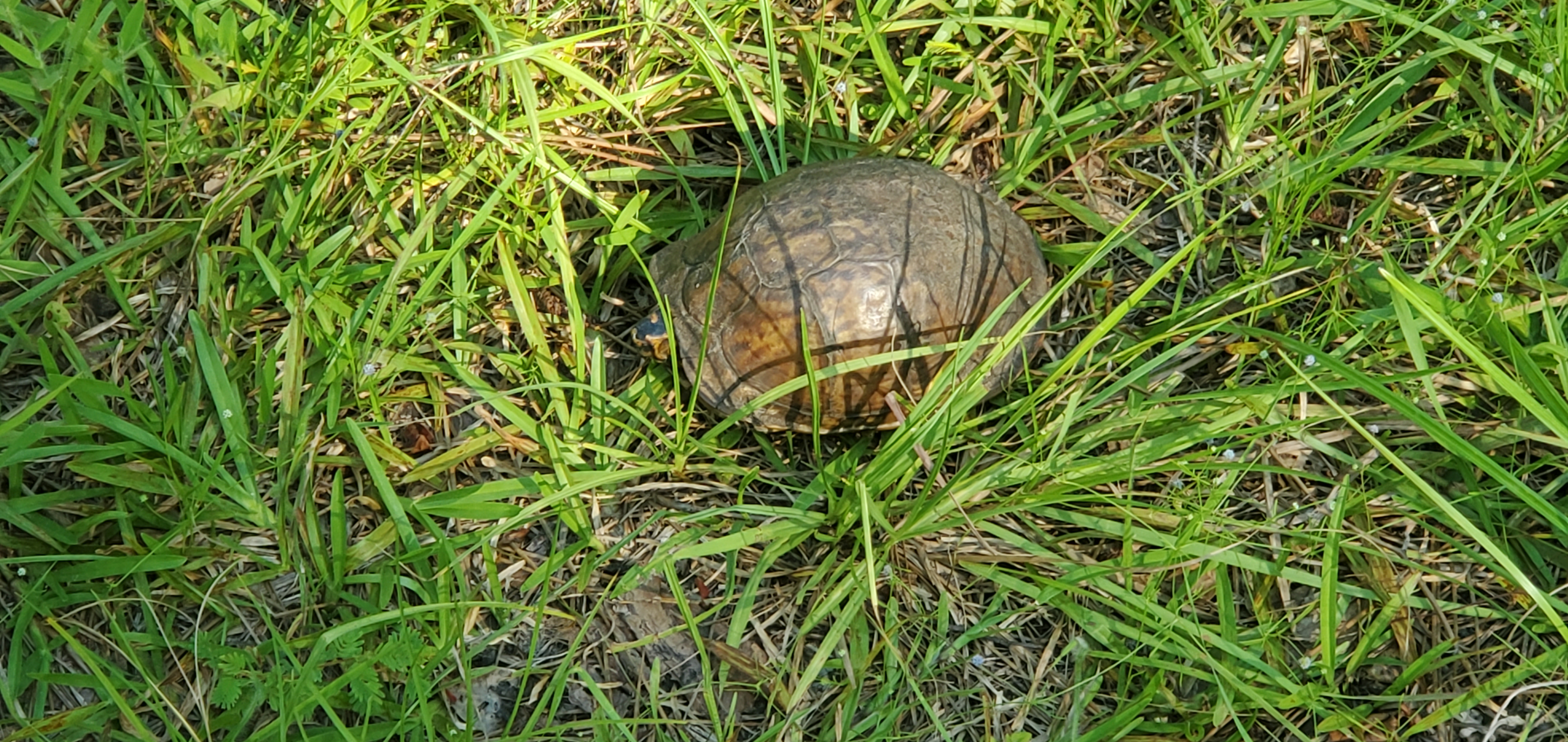 Turtle front