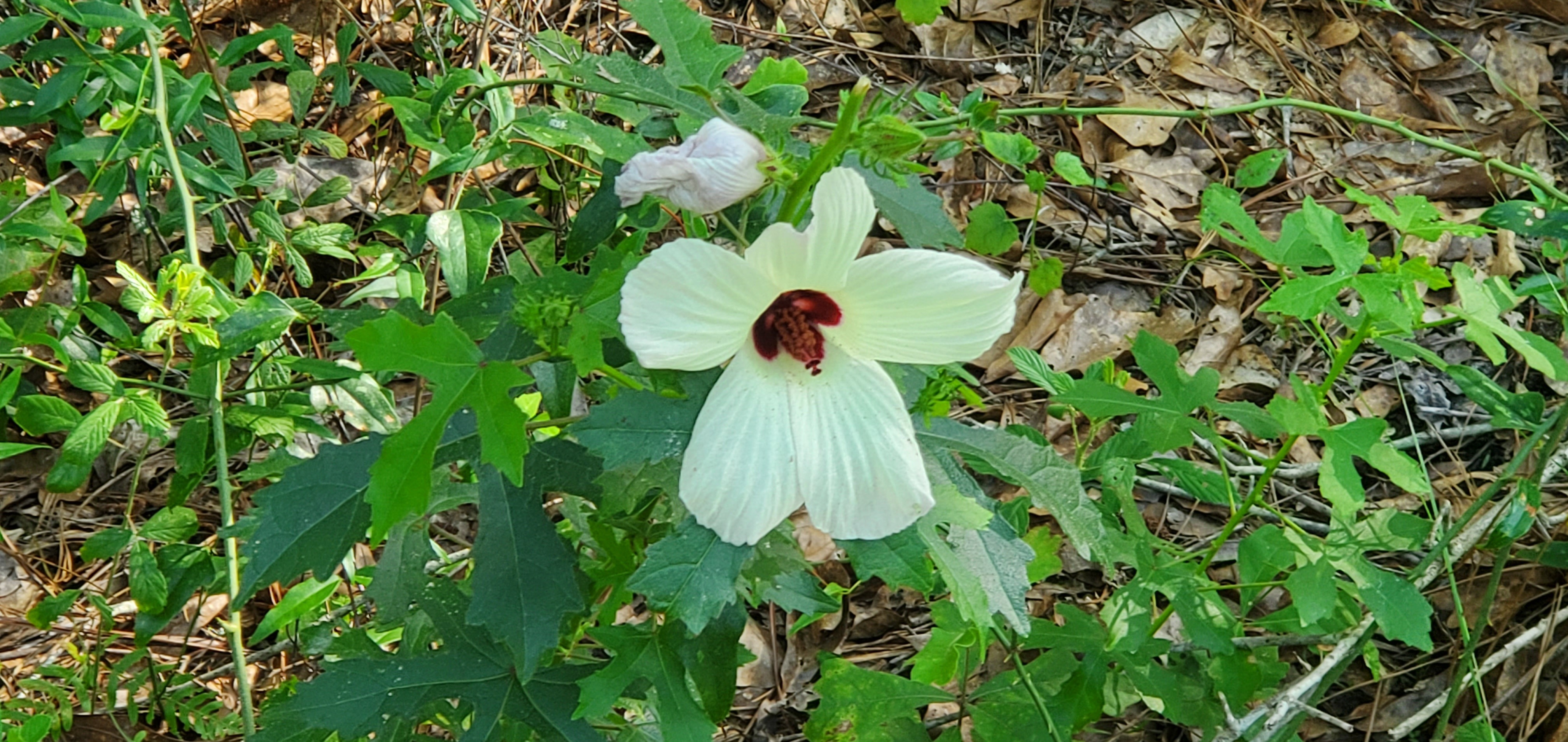 Halberd-leaved rose mallow (Hibiscus laevis)