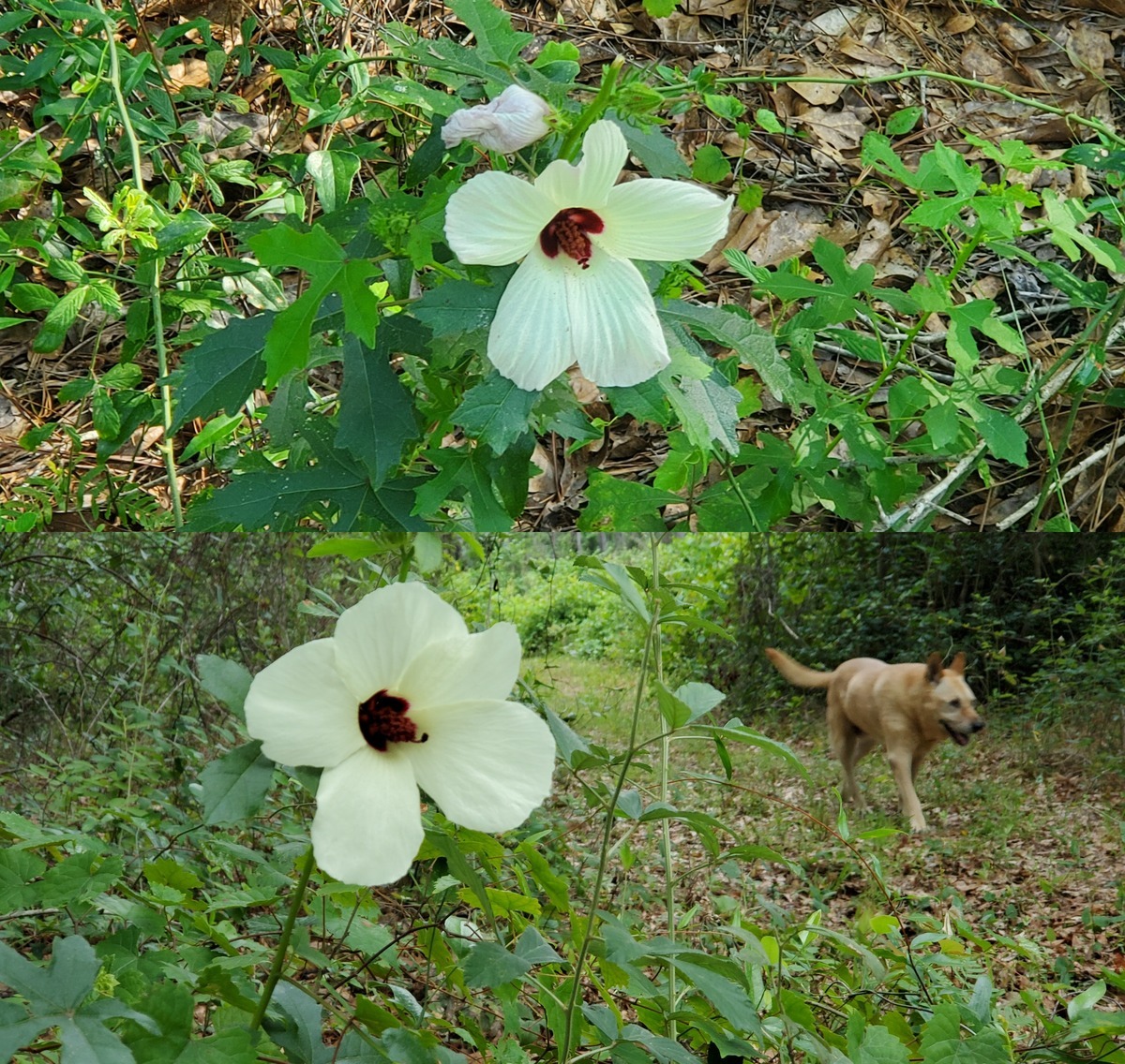 Rosemallow, Yellow Dog, three years later