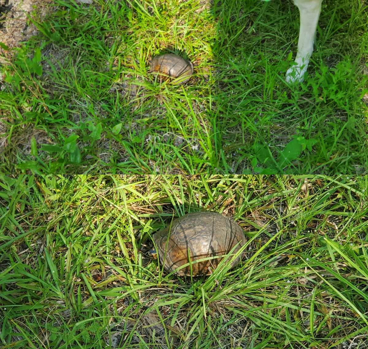 Turtle, dog leg