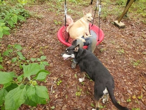 [Blondie and Gretchen in the backyard swing]