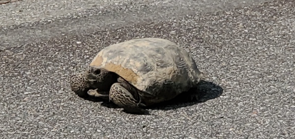 [Gopher tortoise, 10:23:19, 30.9942320, -83.2697720]