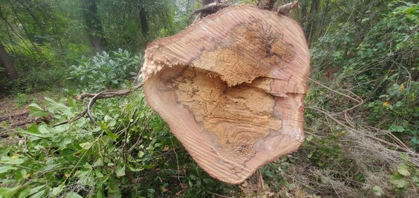 [Tree rings, 10:51:52, 30.9961443, -83.2754170]