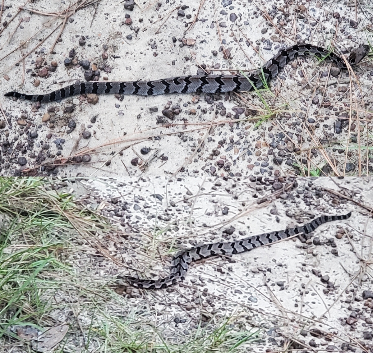 Tail and Head, canebrake timber rattlesnake 2024-08-17