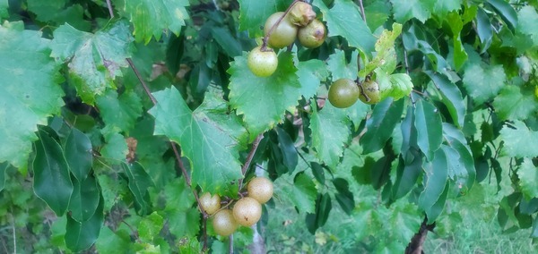 [Grapes]