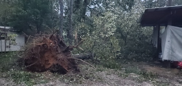 Oak that just missed the farm workshop (where we were)