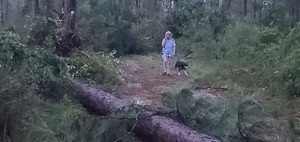 [Pines on the front driveway]