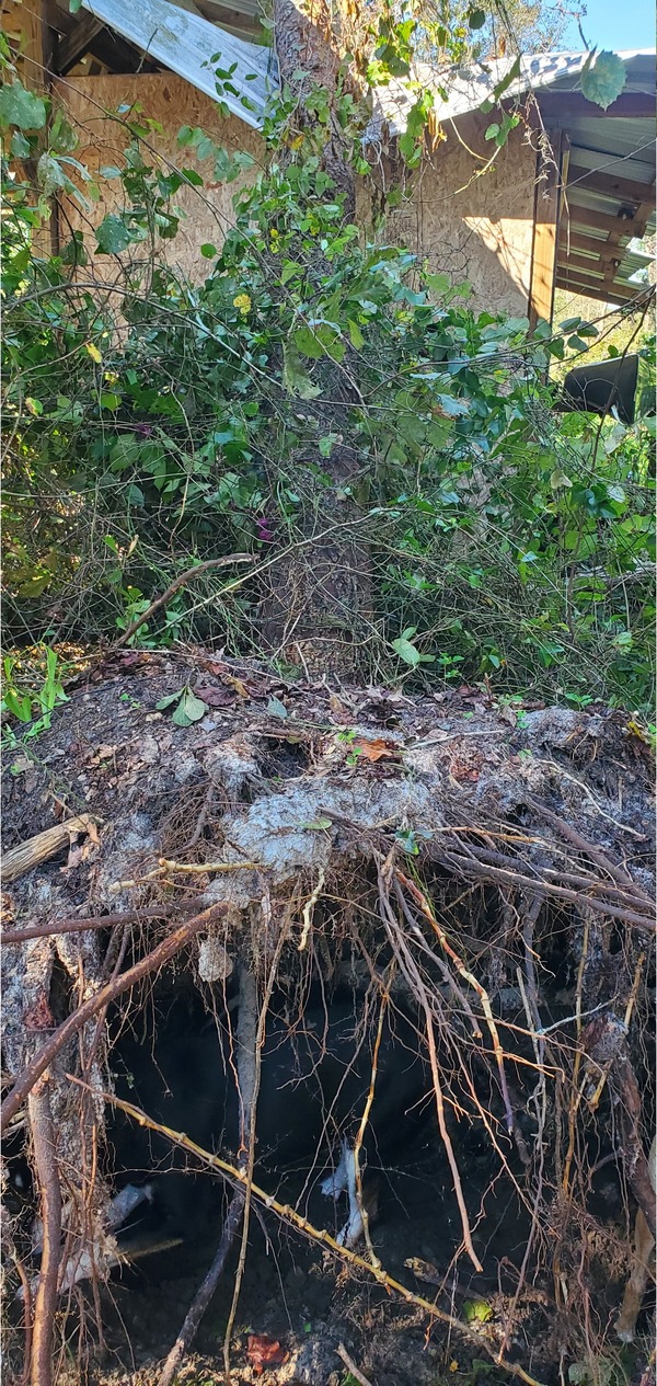 Tree on corn crib