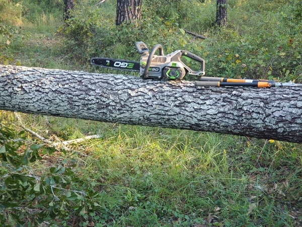 16-inch Ego electric chainsaw on water oak deadfall