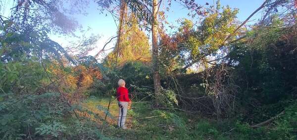 Movie: Gretchen looking up at her tree, 17:40:45