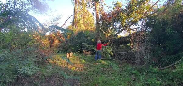 Movie: Gretchen, Blondie, and Honeybun at her tree, 17:41:20