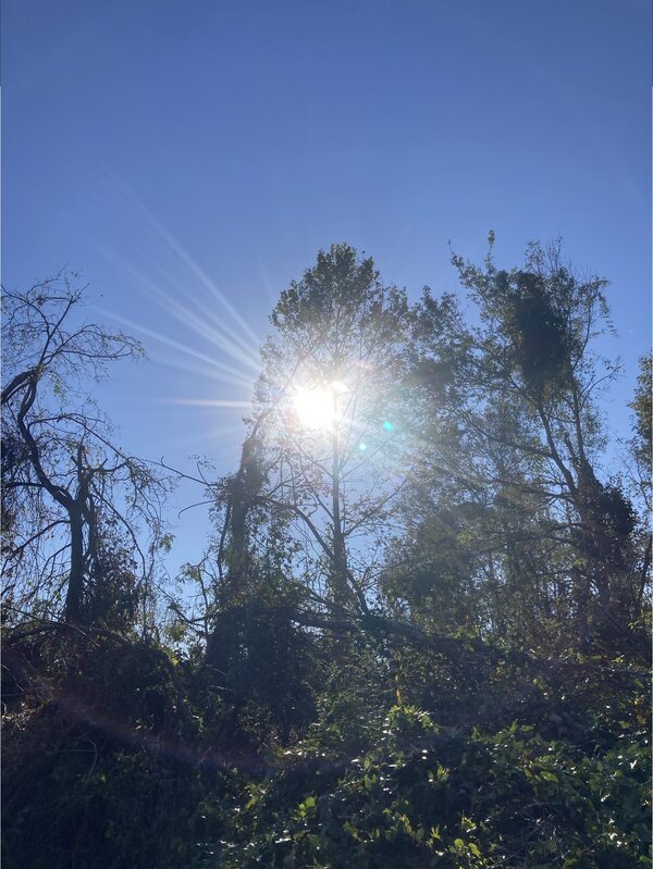 [The tree with the afternoon sun, 16:59:15]