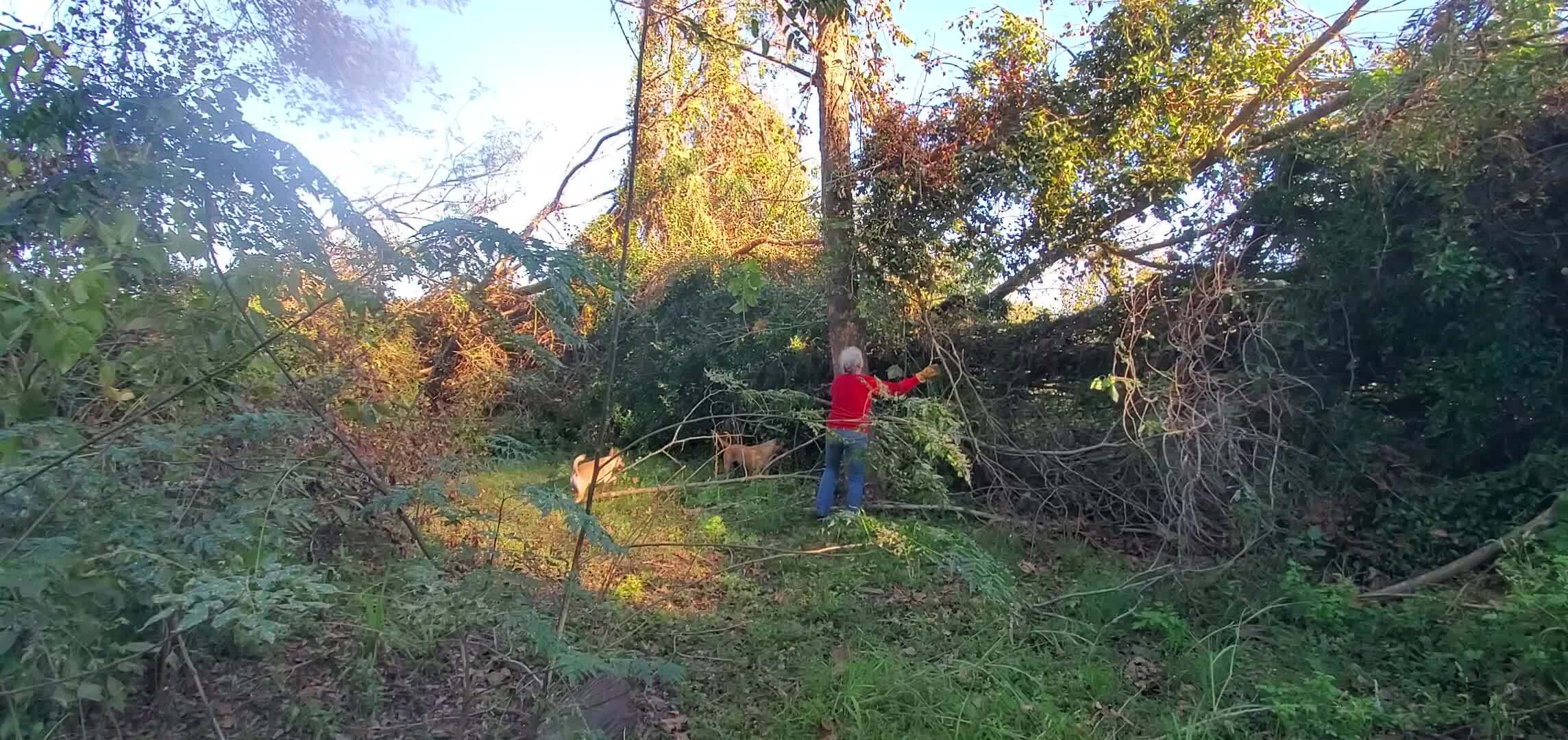 Movie: Gretchen, Blondie, and Honeybun at her tree, 17:41:20