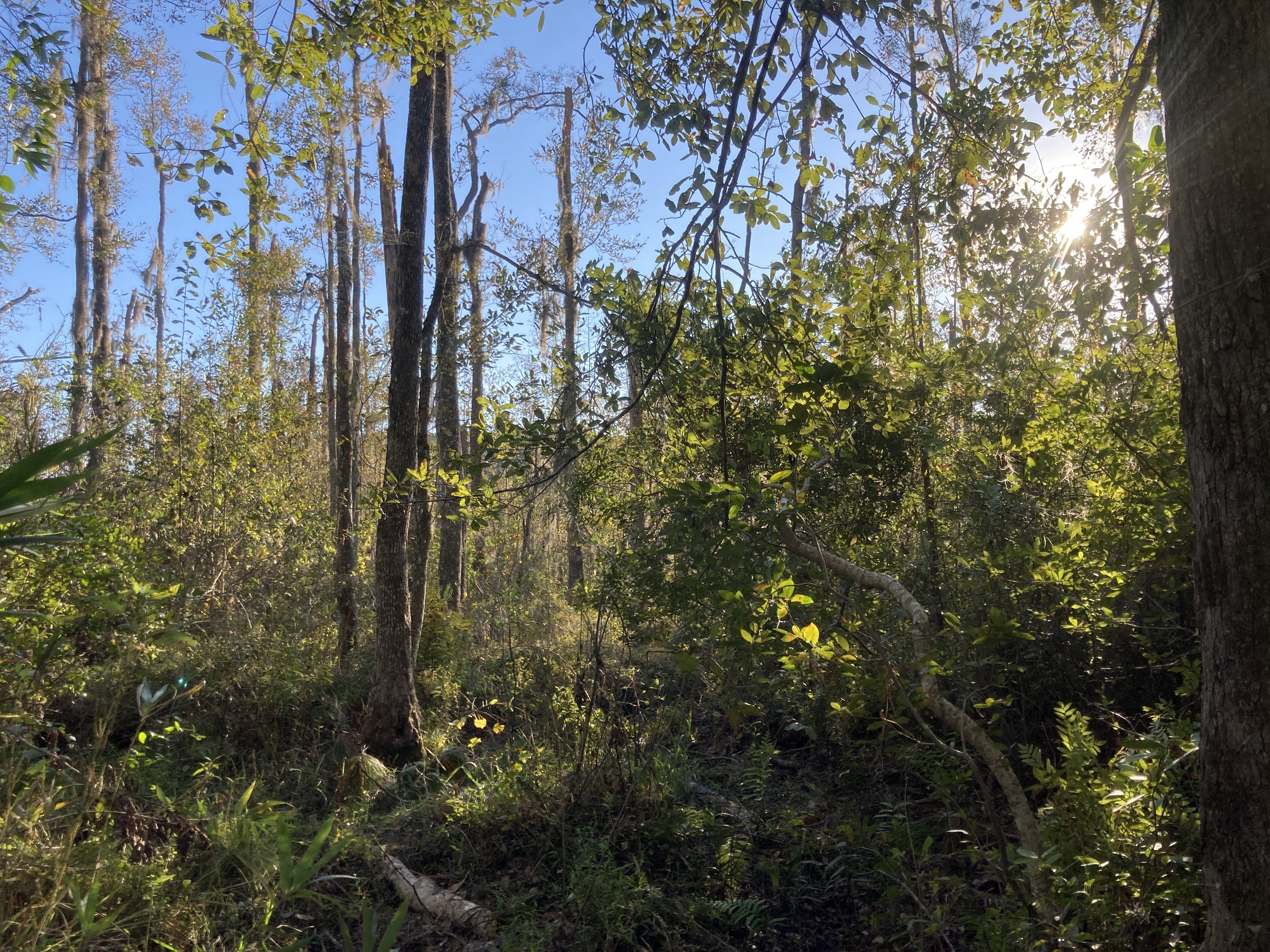 Some broken trees at pond edge, 17:48:56