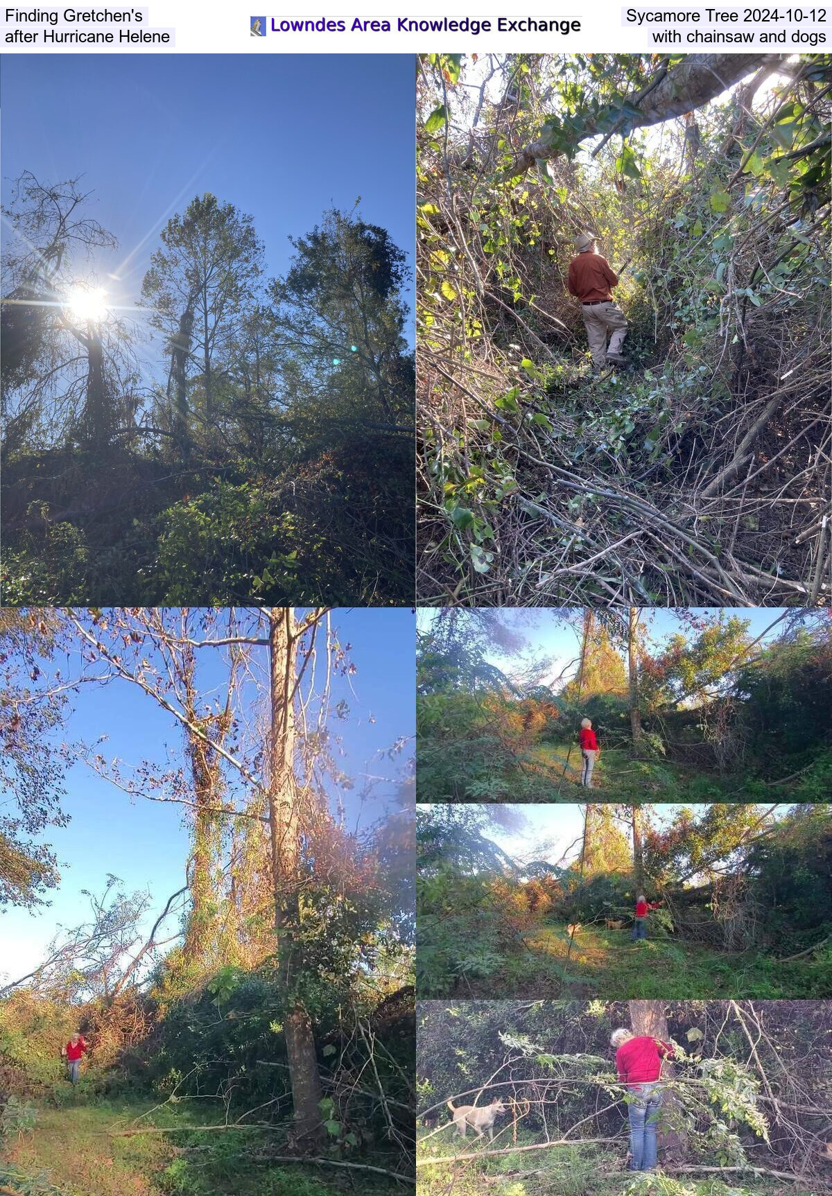 [Finding Gretchen's Sycamore Tree after Hurricane Helene with chainsaw and dogs 2024-10-12]