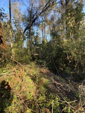 [Oak across pond path, 17:46:55]