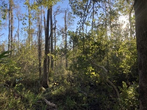 [Some broken trees at pond edge, 17:48:56]