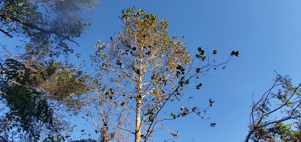 Tree top