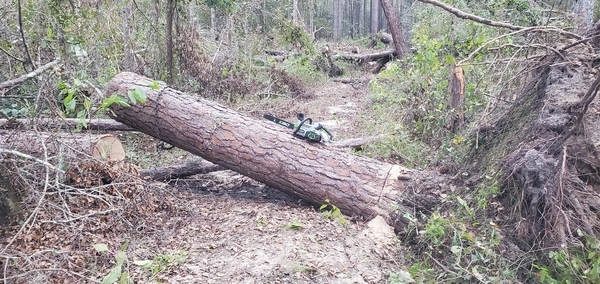 30-inch pine with 18-inch chainsaw