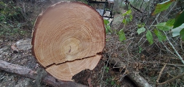 [Tree rings]