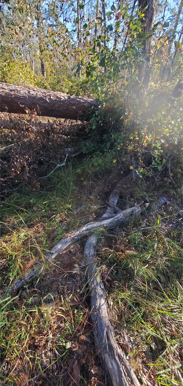 Roots raised out of the ground when a big oak fell