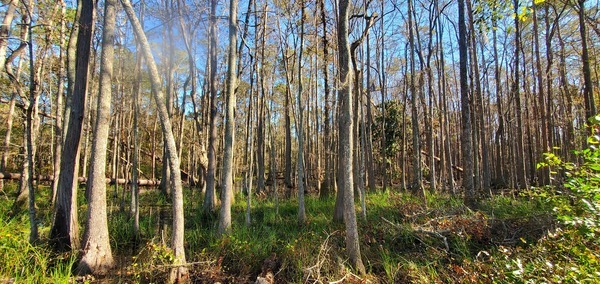 Deadfalls in the cypress swamp