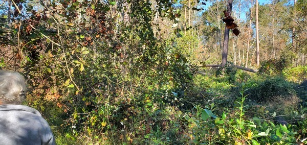 Deadfalls at the bottom of the cypress swamp