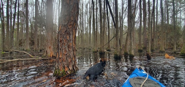 [River and Honeybun heading east]