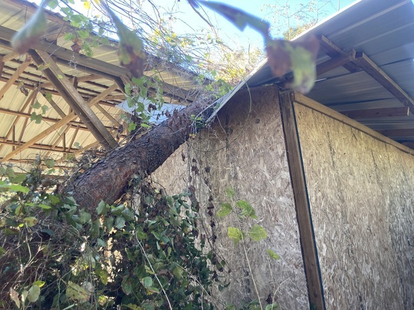 [Cherry Tree after Hurricane Helene --Gretchen Quarterman]