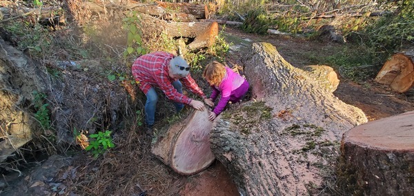 [Rolling the oak log]