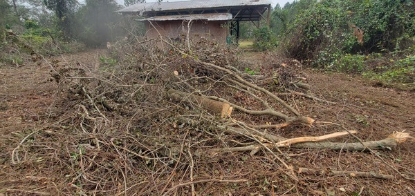 The culprit oak tree