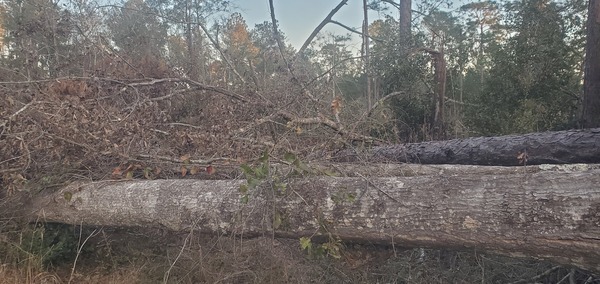 [Fallen oak and pine trees after Hurricane Helene]