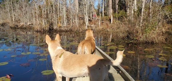 [Something in that tree, says Honeybun]