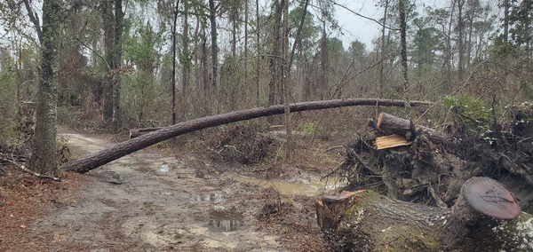 Just past the big oak deadfall