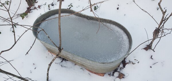 [Frozen dog bath]