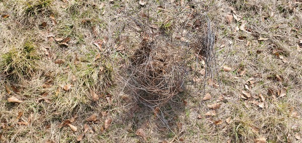 [Hairball or electric fence ball]