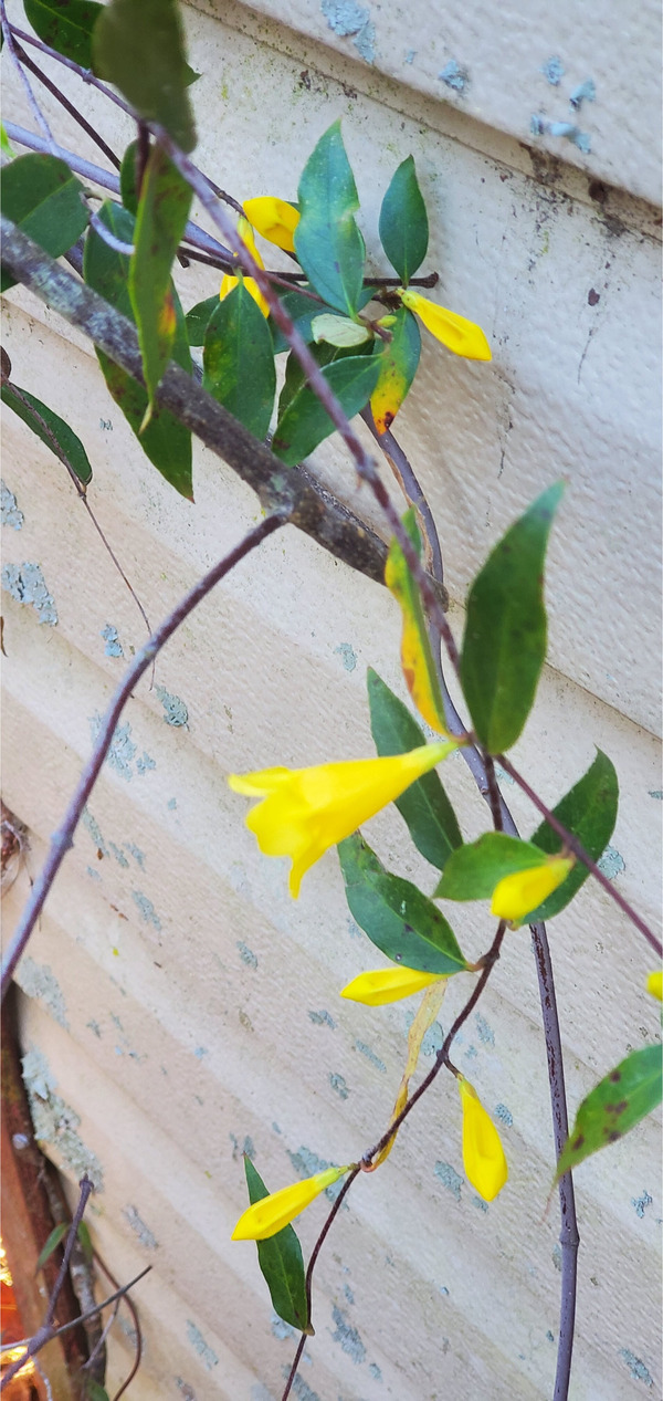 [Yellow Jessamine, Gelsemium sempervirens]