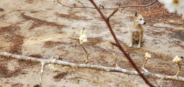 [Sky Dog and the driveway pear tree]