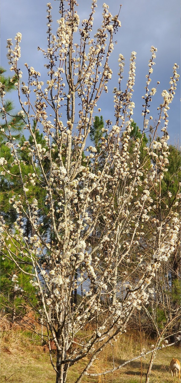 [Blondie and the garden pear tree]