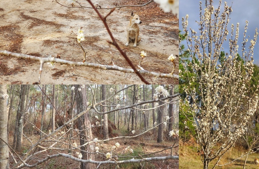 [Driveway and garden LeConte Pear Tree]