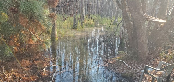 [Cypress swamp pollen]