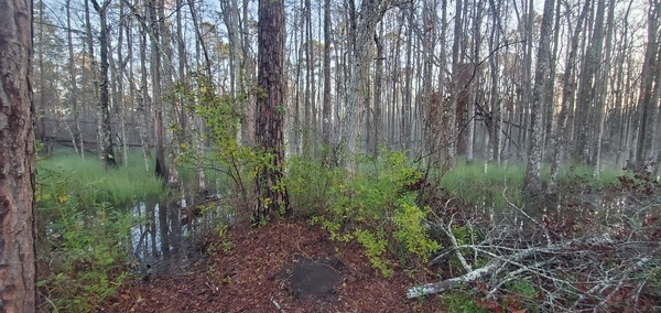 [Foggy Cypress Swamp]