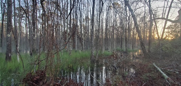 [Sun rising in the foggy cypress swamp]