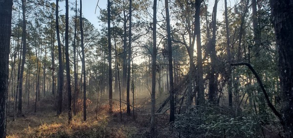 [Context: hurricane debris daybreak]