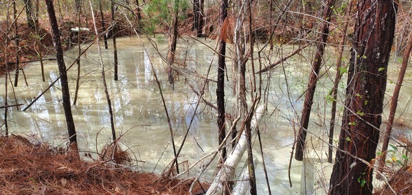 [Pollen in the dirt pit]