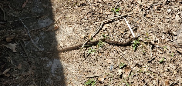 Garter Snake