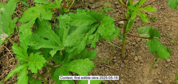 Context, first edible okra 2025-05-18