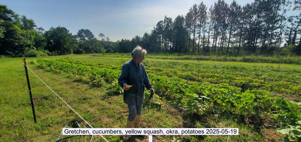 Gretchen, cucumbers, yellow squash, okra, potatoes 2025-05-19