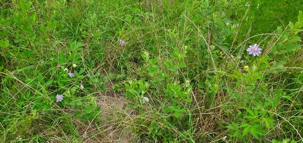 Climbing on blackberry bushes