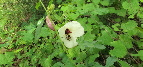 Bee